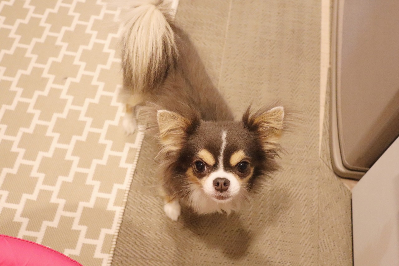 チワワ 症状と一致しない犬の行動にに混乱する人間看護師 たかシェフのおうちごはん と 白い犬 と チワワ Powered By ライブドアブログ チワワ 症状と一致しない犬の行動にに混乱する人間看護師 たかシェフのおうちごはん と 白い犬 と チワワ Powered By ライブドアブログ