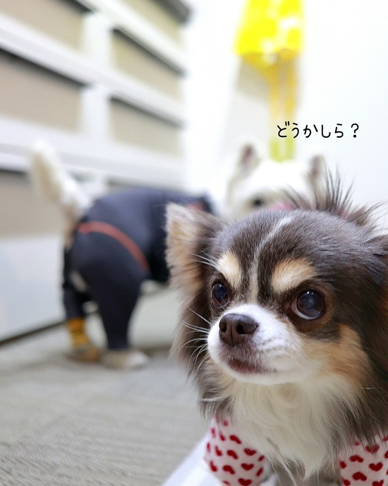 電球の色をかえただけで、こんなに撮れるとは思わなかった話