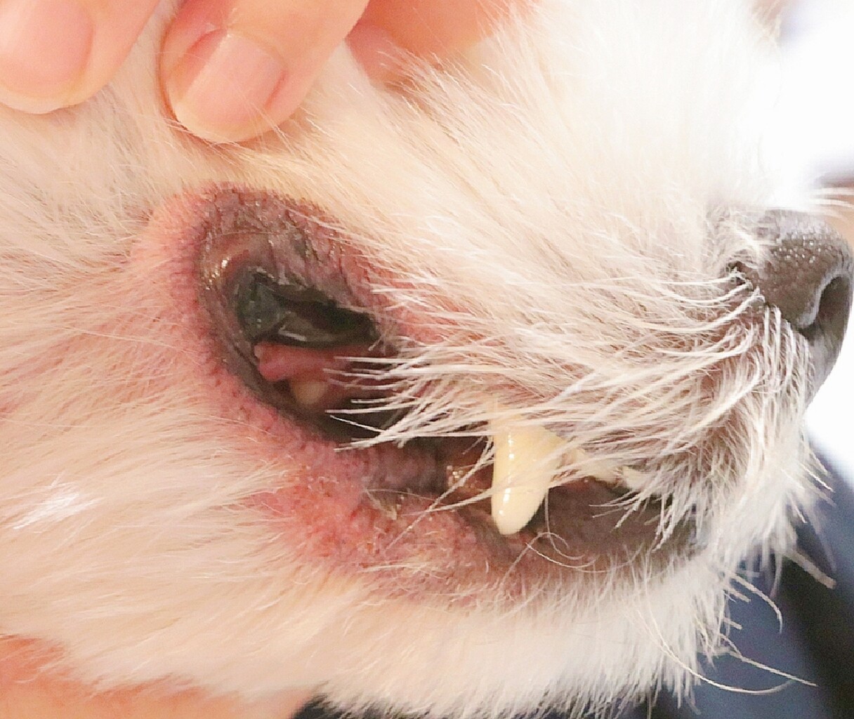 皮膚 飼い主が やけを起こした結果 たかシェフのおうちごはん と 白い犬 と チワワ Powered By ライブドアブログ 皮膚 飼い主が やけを起こした結果 たかシェフのおうちごはん と 白い犬 と チワワ Powered By ライブドアブログ