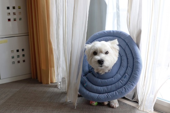 眠れぬ夜　　~ケンケン３日目～