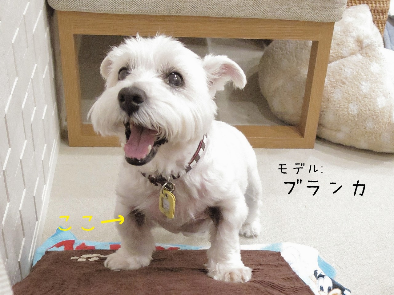 皮膚 プロトピックもらった と 皮膚保護服 たかシェフのおうちごはん と 白い犬 と チワワ Powered By ライブドアブログ 皮膚 プロトピックもらった と 皮膚保護服 たかシェフのおうちごはん と 白い犬 と チワワ Powered By ライブドアブログ