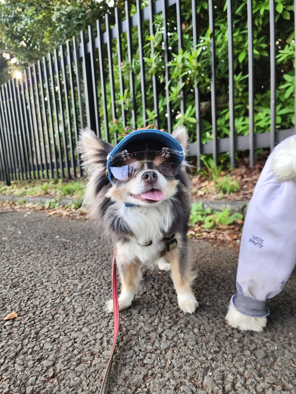 究極の犬用帽子＆サングラス】白内障対策に！脱げない・ズレない「I.M.
