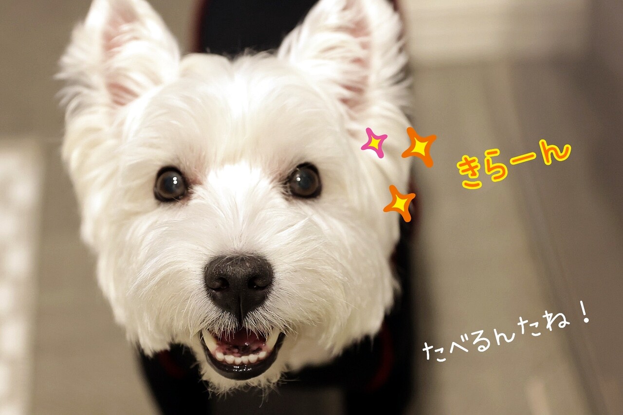 その食欲は ステロイドのせい じゃないか W たかシェフのおうちごはん と 白い犬 と チワワ Powered By ライブドアブログ