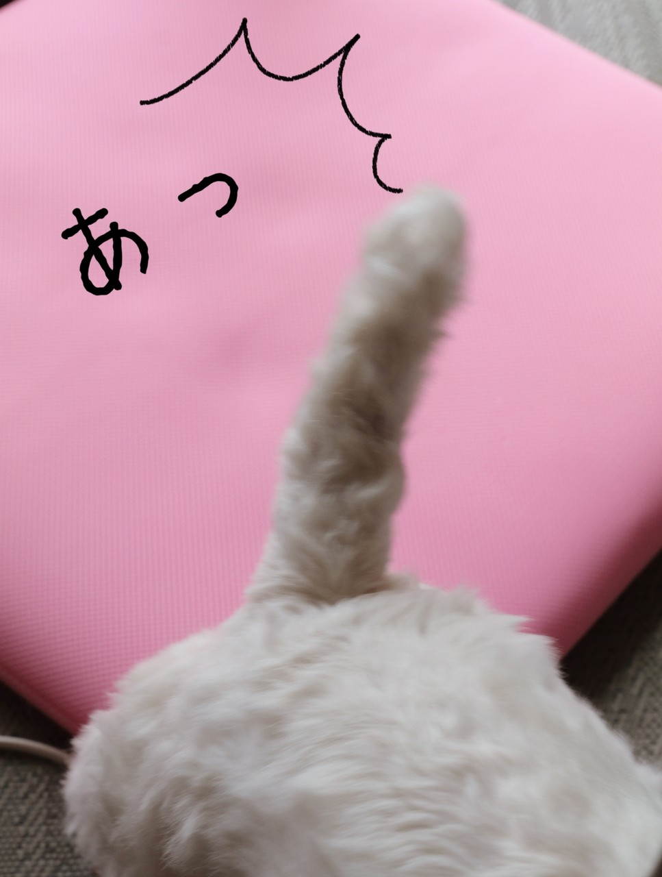 犬グッズ】エアウィーヴ買ってみた。 追記:使ってみての感想 犬グッズ】エアウィーヴ買ってみた。 追記:使ってみての感想