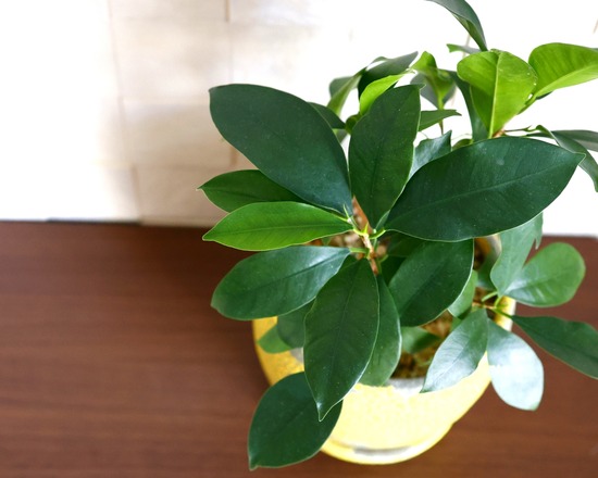 ブランカの木2026～愛犬の命日に芽吹いたガジュマル・樹木葬を考える