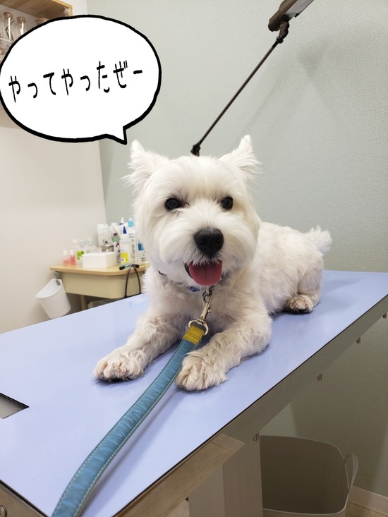 【皮膚】今年の夏はひどかった…。今季の峠、これで越しておくれ。