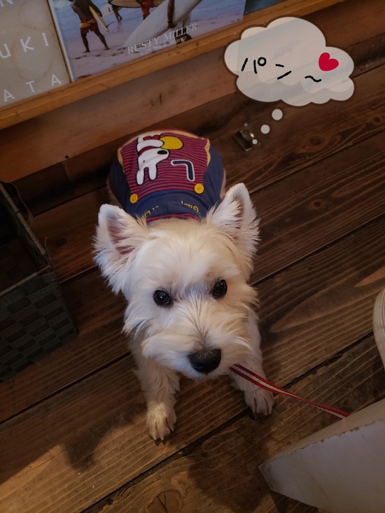 【カフェ】随分、お利口になったなぁ～