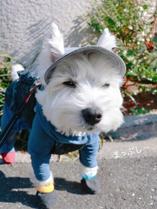 白内障予防で帽子を買ったのだが