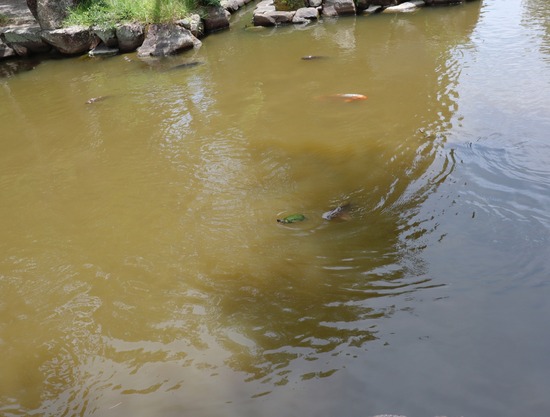 24-07-24-23-02-50-171_deco