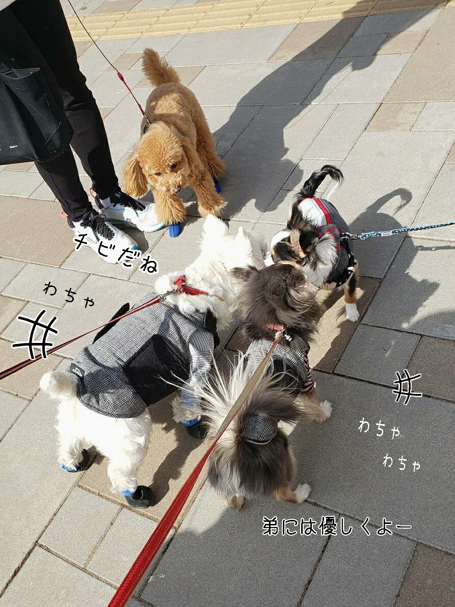 たかシェフゆきち