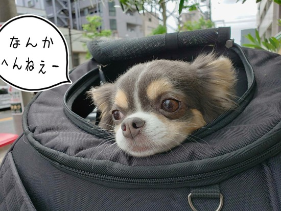 21-05-06-16-26-54-407_deco