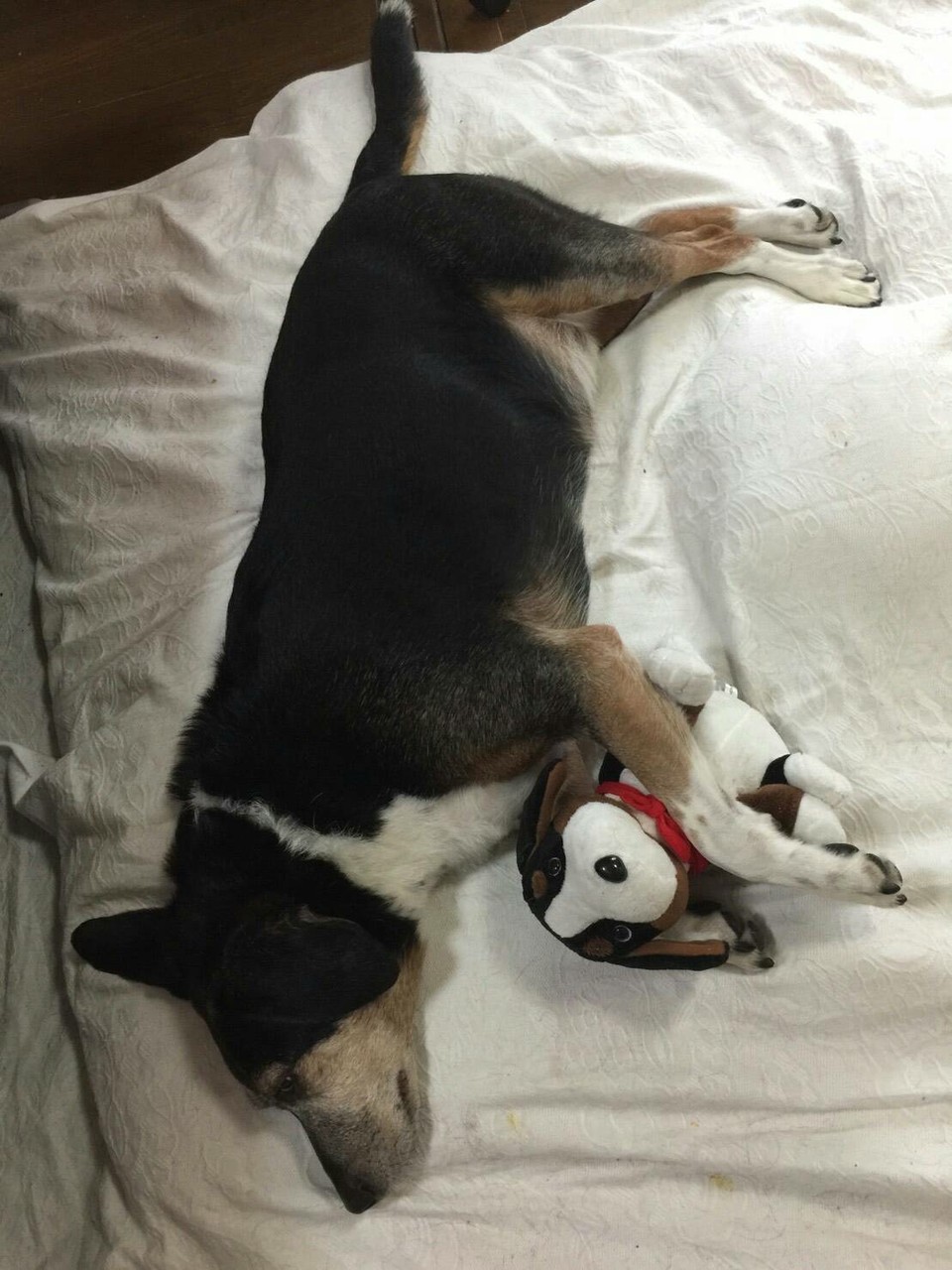ラブリー あみちゃん たかシェフのおうちごはん と 白い犬 と チワワ Powered By ライブドアブログ ラブリー あみちゃん たかシェフのおうちごはん と 白い犬 と チワワ Powered By ライブドアブログ