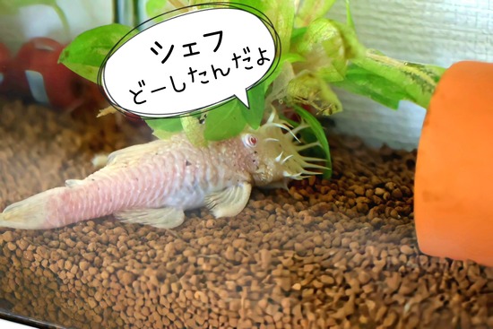 23-12-09-06-26-09-669_deco