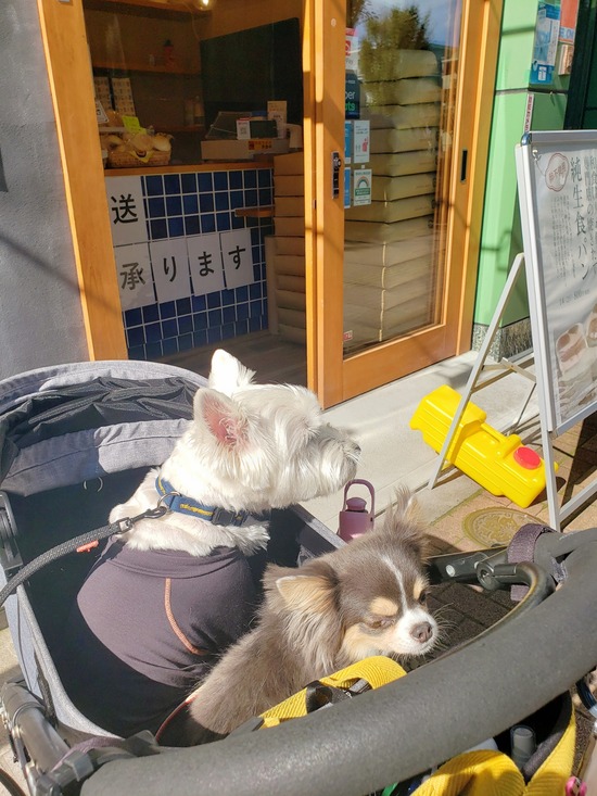 【犬と】お散歩