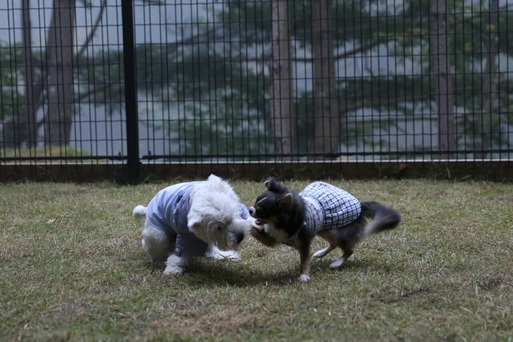 【ワンコ】白くまと果敢に立ち向かうちわわ。～朝の戦い編～