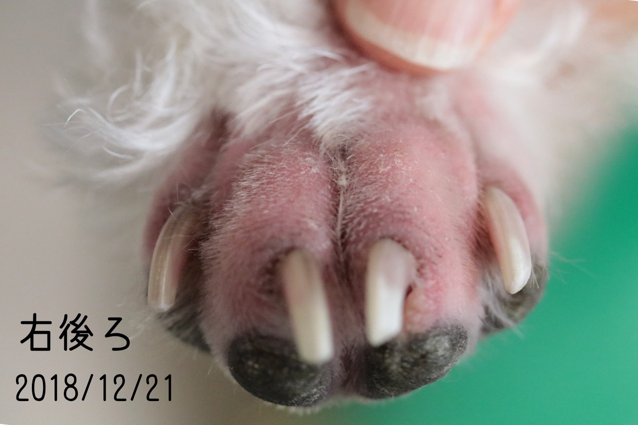 皮膚 指間炎 たかシェフのおうちごはん と 白い犬 と チワワ Powered By ライブドアブログ 皮膚 指間炎 たかシェフのおうちごはん と 白い犬 と チワワ Powered By ライブドアブログ