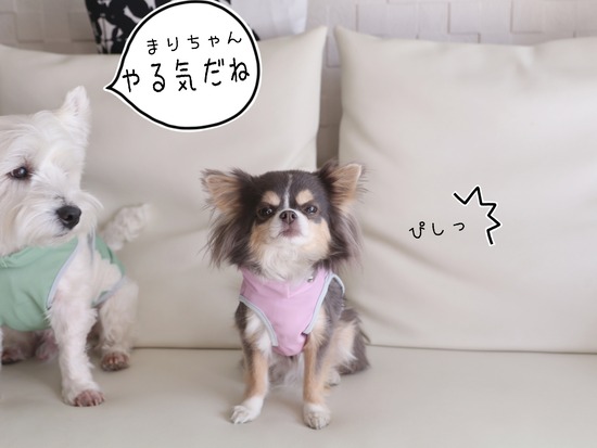 【犬グッズ】アルファアイコンのお洋服