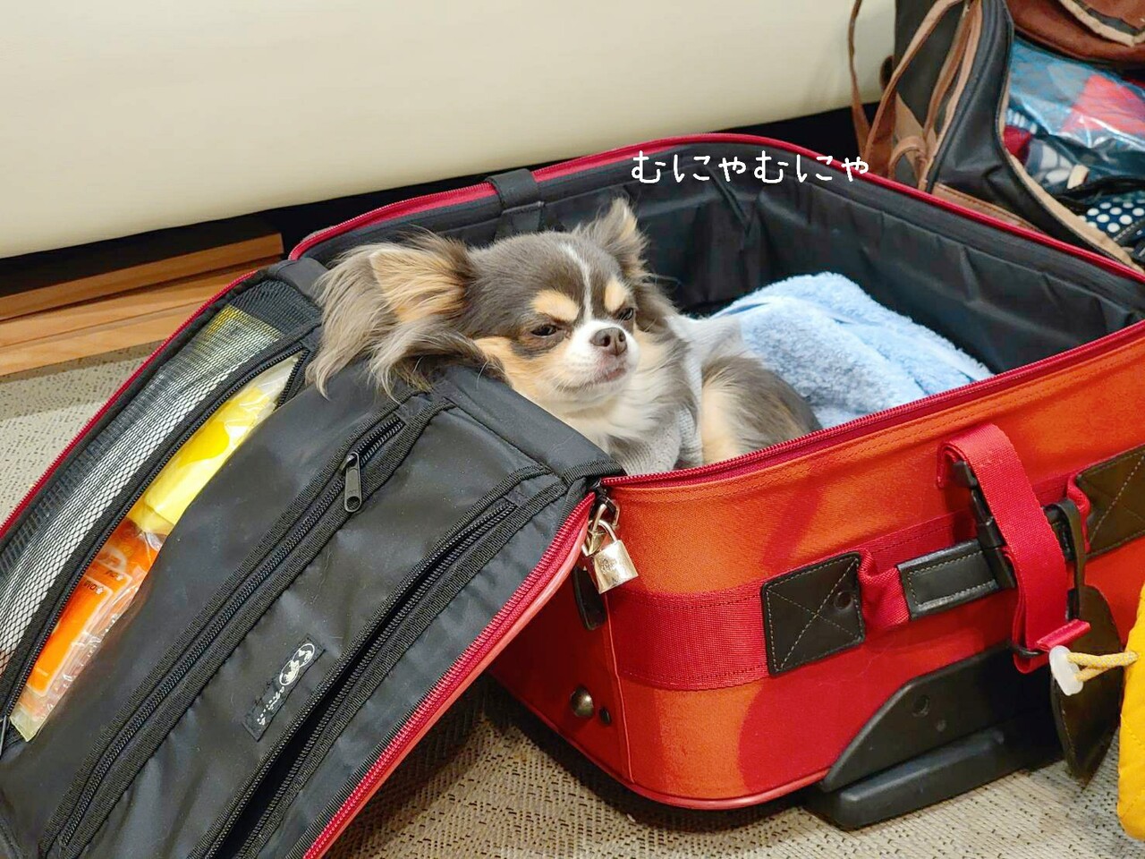 自由だな 笑 たかシェフのおうちごはん と 白い犬 と チワワ Powered By ライブドアブログ