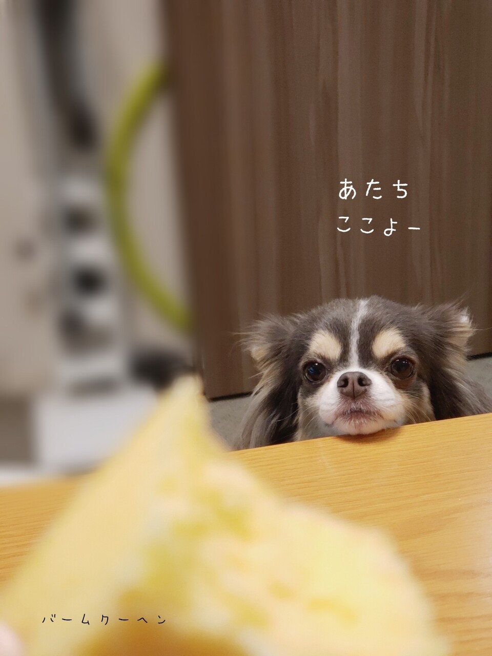 チワワ 働いた働いた たかシェフのおうちごはん と 白い犬 と チワワ Powered By ライブドアブログ チワワ 働いた働いた たかシェフのおうちごはん と 白い犬 と チワワ Powered By ライブドアブログ