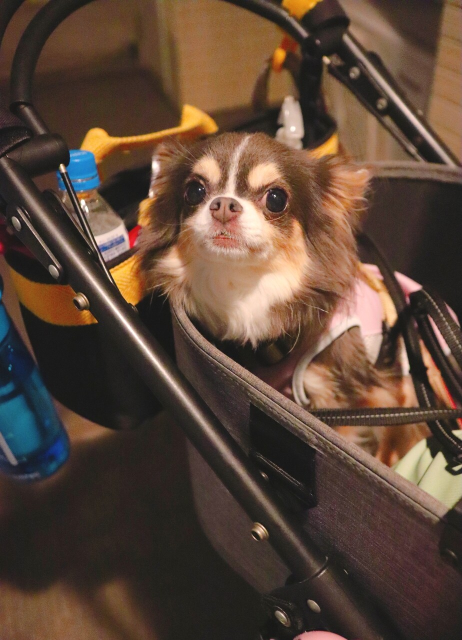 チョコレートを食べたのではないか疑惑 たかシェフのおうちごはん と 白い犬 と チワワ Powered By ライブドアブログ チョコレートを食べたのではないか疑惑 たかシェフのおうちごはん と 白い犬 と チワワ Powered By ライブドアブログ