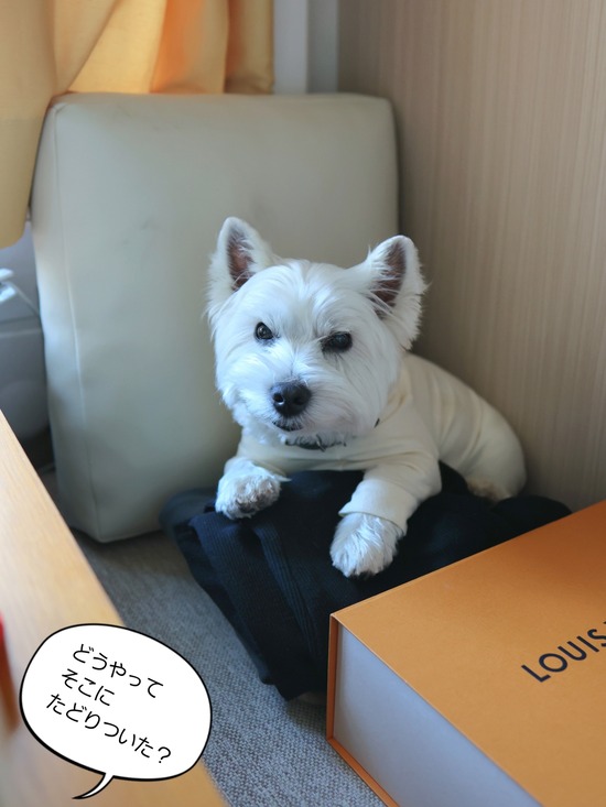 25-12-26-11-45-01-361_deco