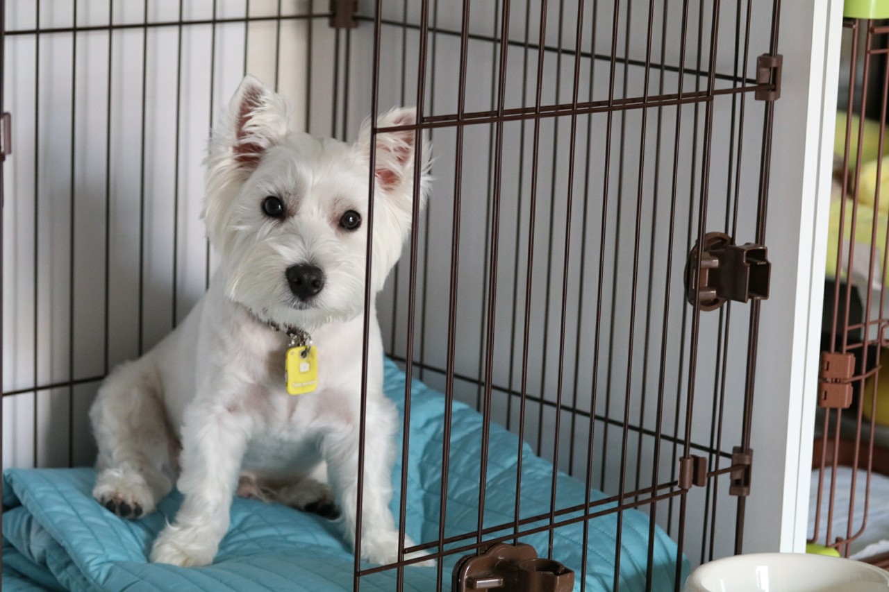 お留守番 たかシェフのおうちごはん と 白い犬 と チワワ Powered By ライブドアブログ お留守番 たかシェフのおうちごはん と 白い犬 と チワワ Powered By ライブドアブログ