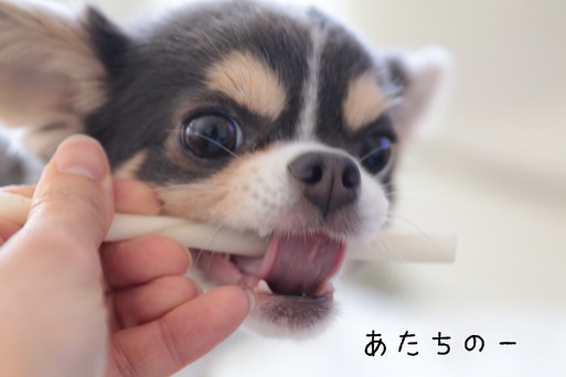 【チワワ】おぐしを整えてみました。