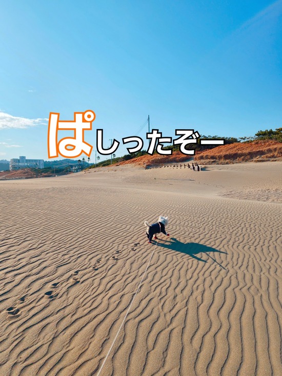 【千葉の旅】月の砂漠公園でぱしってみる。