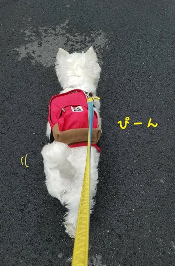 ウエスティ