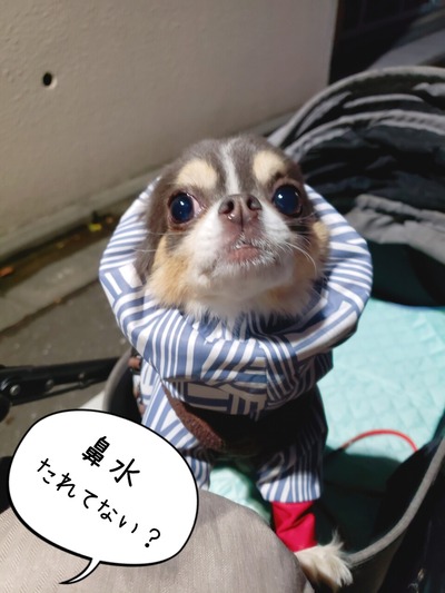 東京雪の日。の次の日。