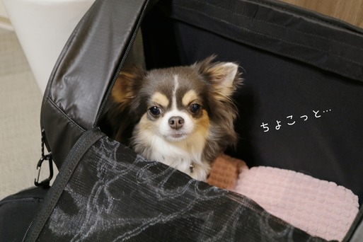 20-01-09-23-18-39-308_deco