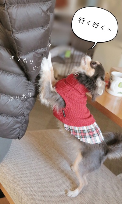 【チワワ＆ウエスティ】お散歩おねだり。～深夜勤務明け様の特権～