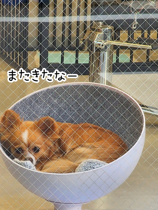 22-07-08-16-32-02-309_deco