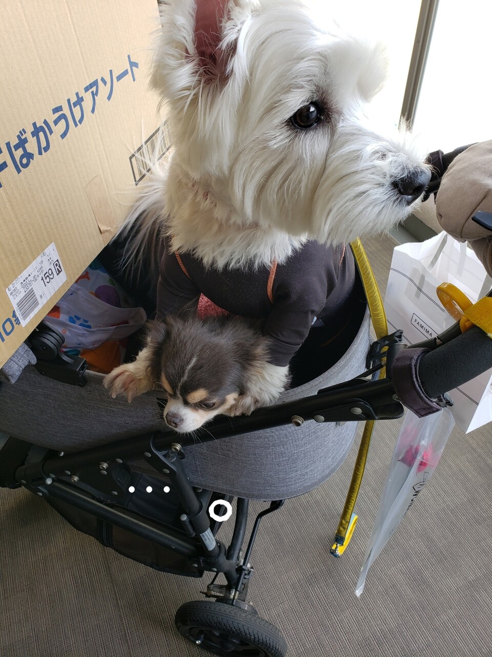 犬 ゆきちが 逢いたいたかった 飼い主 たかシェフのおうちごはん と 白い犬 と チワワ Powered By ライブドアブログ