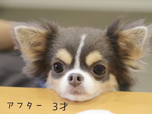 【チワワ】鯛焼きが欲しい犬