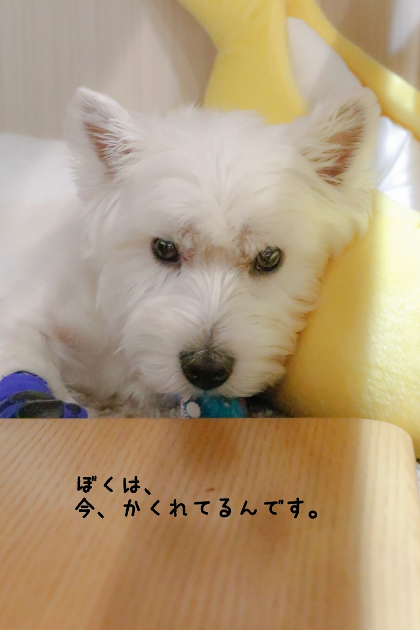 ウエスティ 危機をかんじるゆきち たかシェフのおうちごはん と 白い犬 と チワワ Powered By ライブドアブログ ウエスティ 危機をかんじるゆきち たかシェフのおうちごはん と 白い犬 と チワワ Powered By ライブドアブログ