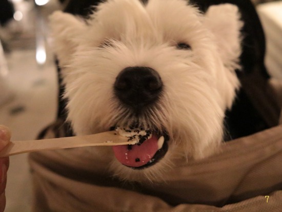 【犬】ブランカの日記　“ぼくの嫌いな黒いニオイがする食べ物”