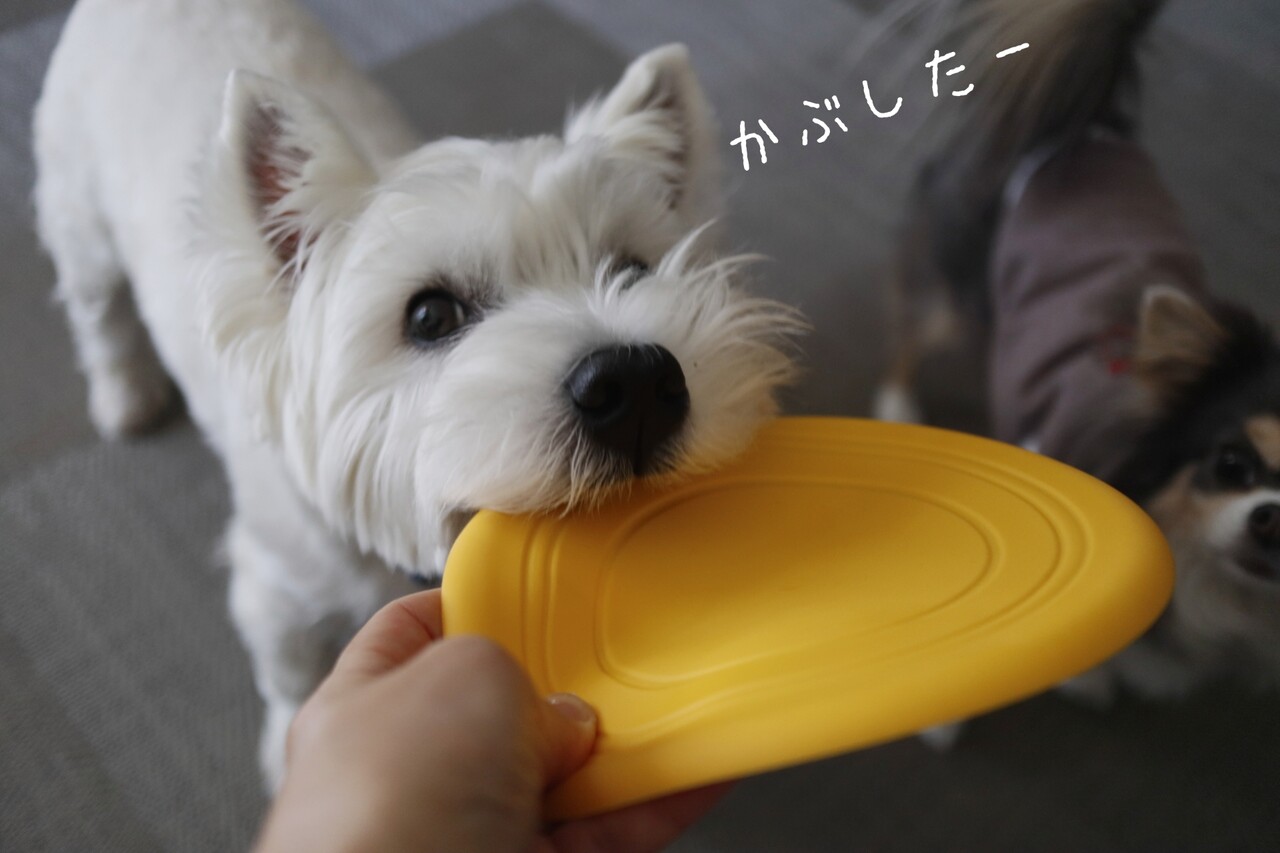 犬 フリスビー犬をめざしたいのだが とうすべし たかシェフのおうちごはん と 白い犬 と チワワ Powered By ライブドアブログ
