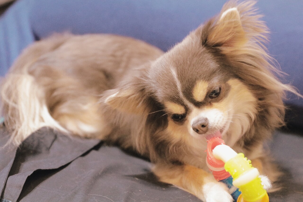 チワワ 不思議な血尿 たかシェフのおうちごはん と 白い犬 と チワワ Powered By ライブドアブログ チワワ 不思議な血尿 たかシェフのおうちごはん と 白い犬 と チワワ Powered By ライブドアブログ