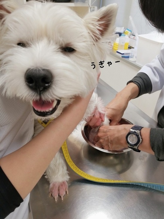 【ご質問のお返事】指間炎のケア