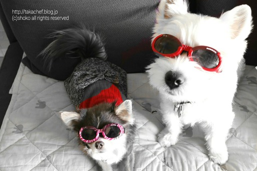 【病院へ行く】白内障疑い…