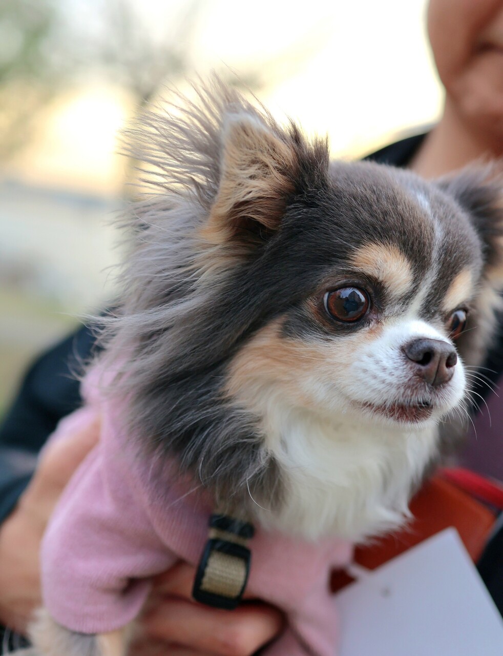 高い犬」と言われたのだが。チワワの「イザベラ」に隠された真実と、私