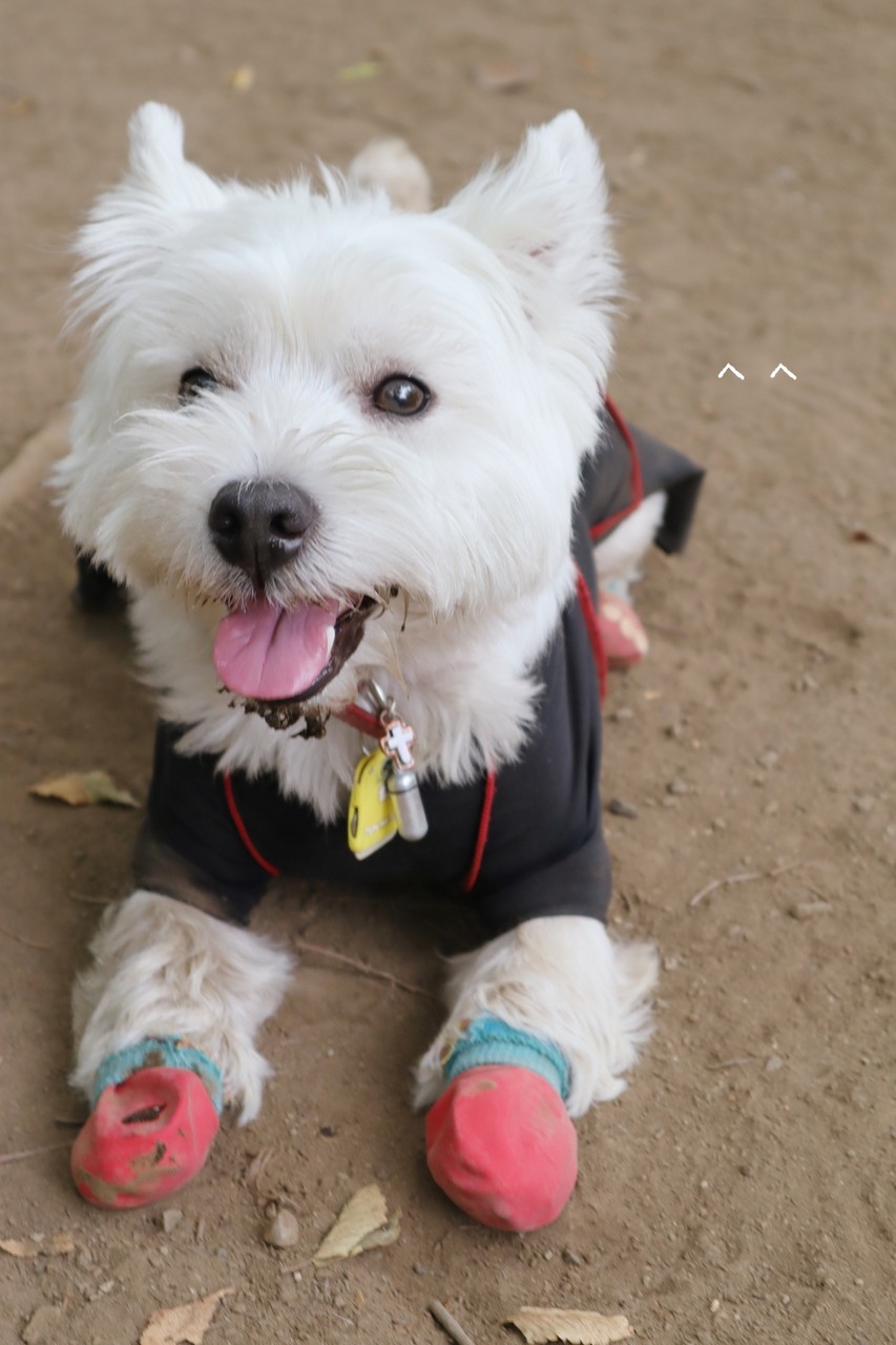 犬グッズ 暑い夏のクールグッズ 犬の首の冷やす場所 たかシェフのおうちごはん と 白い犬 と チワワ Powered By ライブドアブログ 犬グッズ 暑い夏のクールグッズ 犬の首の冷やす場所 たかシェフのおうちごはん と 白い犬 と チワワ Powered By ライブドアブログ