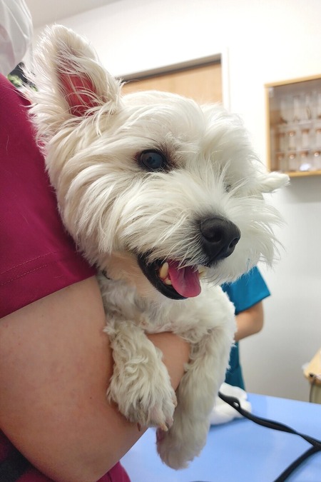 獣医さんに褒められた？笑われたシリーズ②