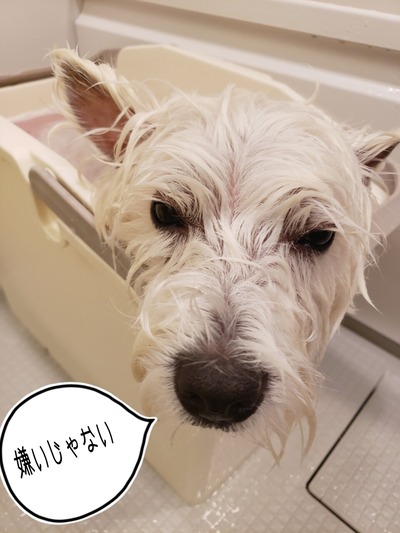 21-05-07-20-19-55-127_deco