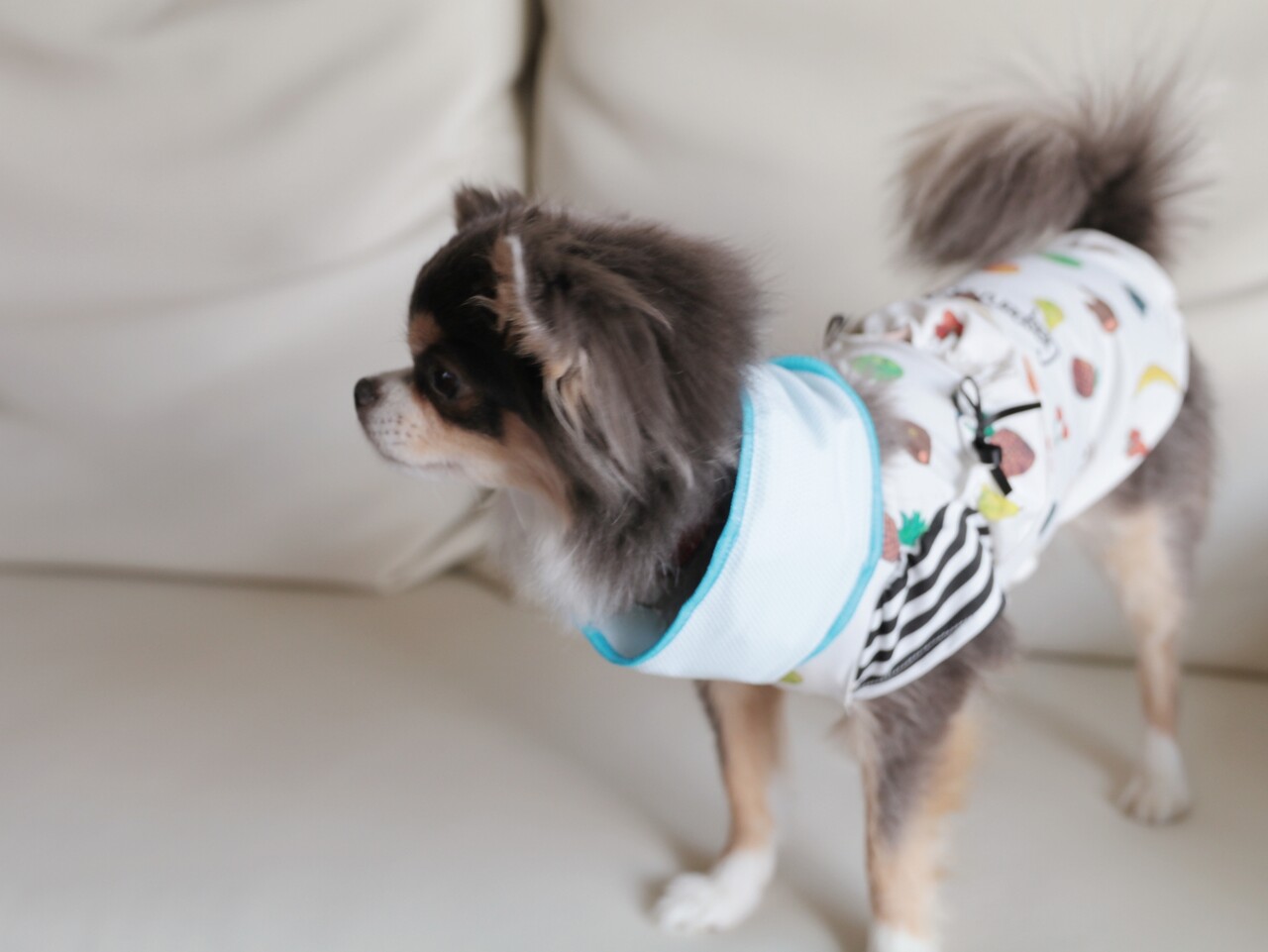 犬グッズ 究極のクールネックを探し求めて たかシェフのおうちごはん と 白い犬 と チワワ Powered By ライブドアブログ 犬グッズ 究極のクールネックを探し求めて たかシェフのおうちごはん と 白い犬 と チワワ Powered By ライブドアブログ