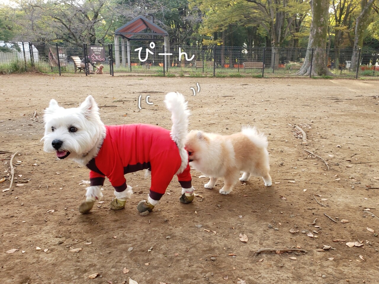 びびりな犬 ドッグラン編 たかシェフのおうちごはん と 白い犬 と チワワ Powered By ライブドアブログ