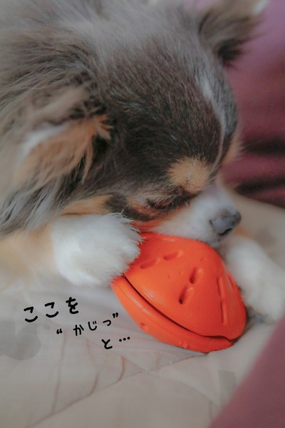 チワワ