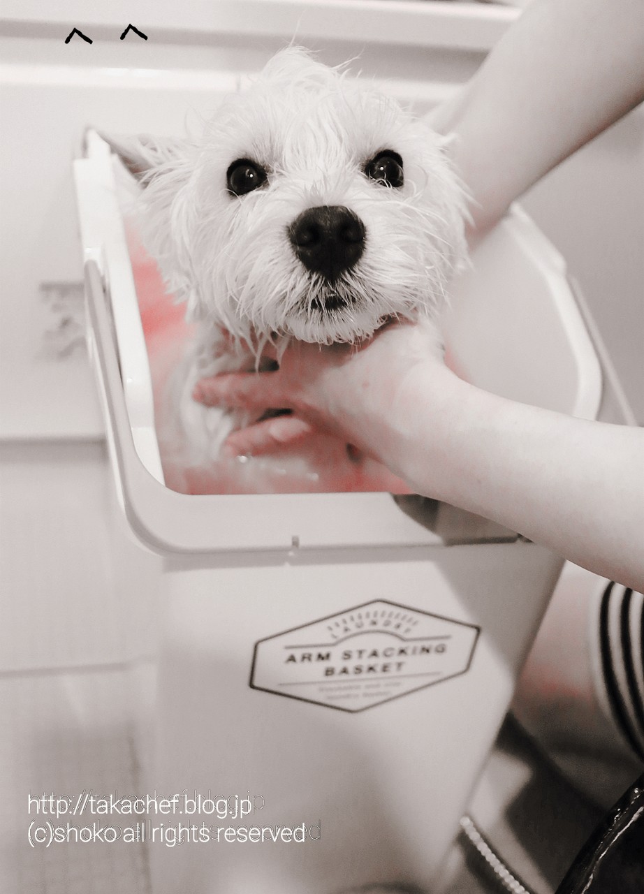 ウエスティ 続 浴槽物語 たかシェフのおうちごはん と 白い犬 と チワワ Powered By ライブドアブログ