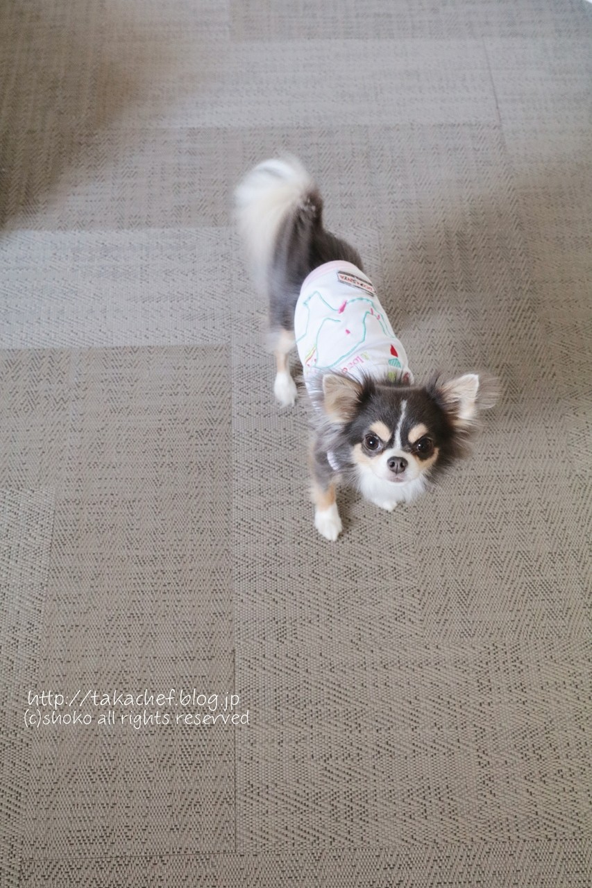 ご質問のお返事 他の質問も追記しました 犬の足によさそうな床 ボロン たかシェフのおうちごはん と 白い犬 と チワワ Powered By ライブドアブログ ご質問のお返事 他の質問も追記しました 犬の足によさそうな床 ボロン たかシェフのおうちごはん と 白い犬 と チワワ Powered By ライブドアブログ